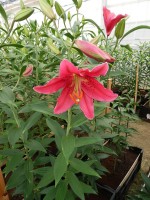 [4337 Rodina VZ No201.JPG]